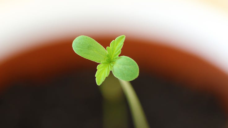 Proven And Dependable Germination And Growth Rates