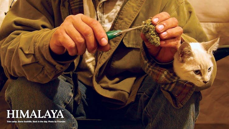 Trim camp. Sierra foothills. Back in the day. Photo by Co-Founder.