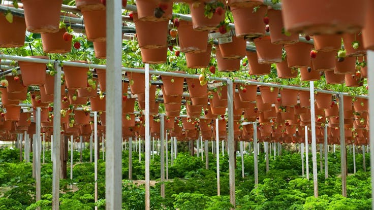 Closet Grows to Commercial Size Set-Ups Available