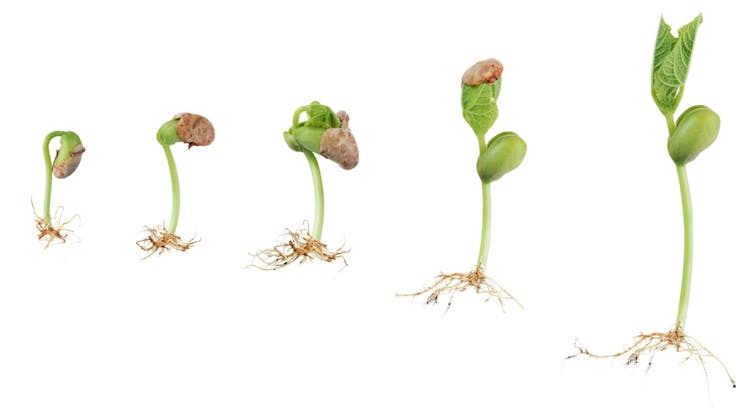 New Genetic Lines | Stable Strains | Rare Exotics