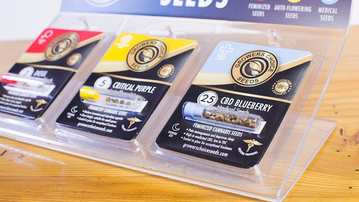 All our premium seeds are feminized; we offer regular, auto-flowering, and high-CBD varieties