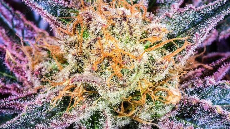 Filtered Trade Compliant Pre Rolls, Gifts, Soap & Loose Leaf Flower Fruit