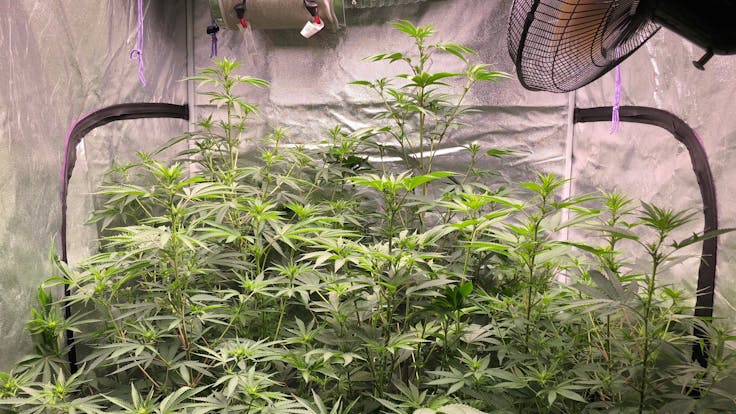 The 4x4 Tent here at the GreenBox Grow House.