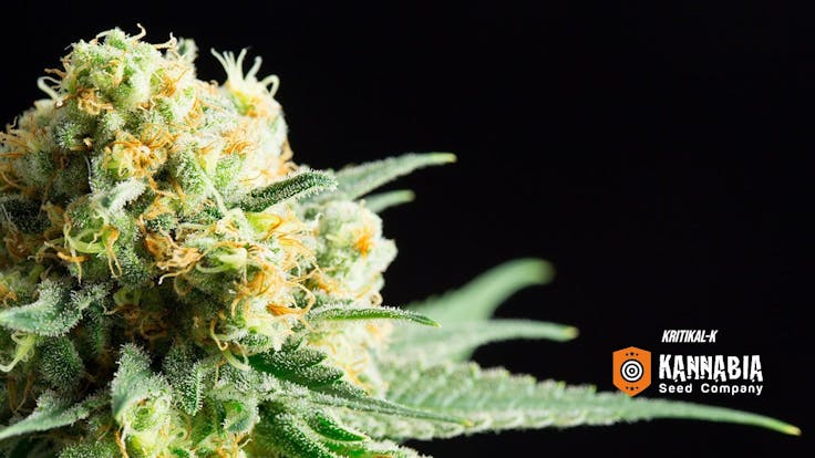 Here at our seed bank, we don't rest until we’ve got our own Critical with its own character.