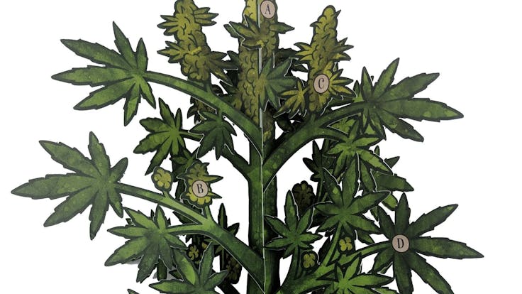 Pop up marijuana plant in the Anatomy of Cannabis spread