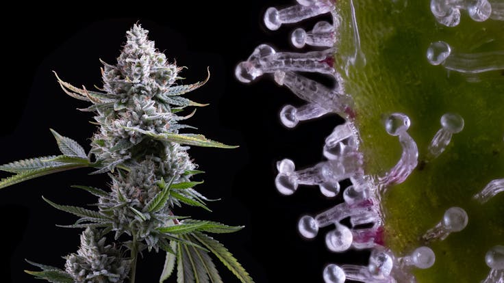 Gorilla White: This mostly indica hybrid will remind you why we say indica, in da couch!