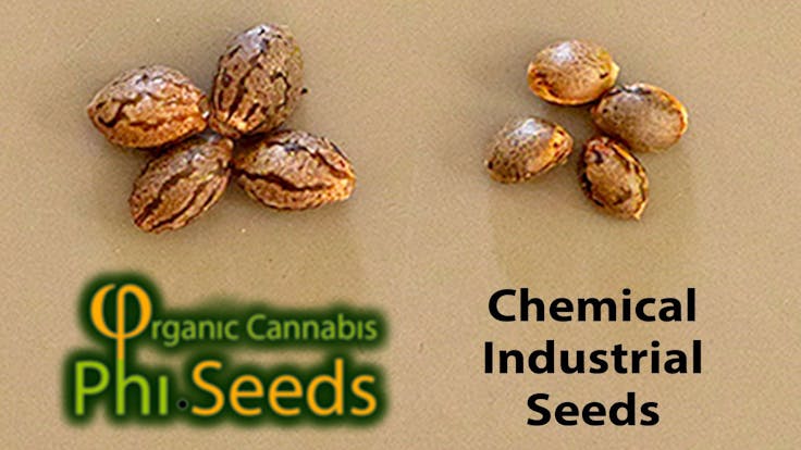 Phi Organic Seeds Vs Chemical Industrial of a famous breeder...