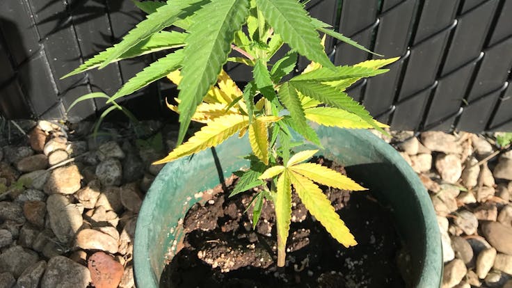 Before using BigBudJuice