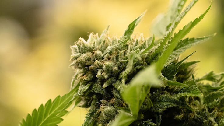 Beautiful, sugar-coated buds grown with love by In The Flow.