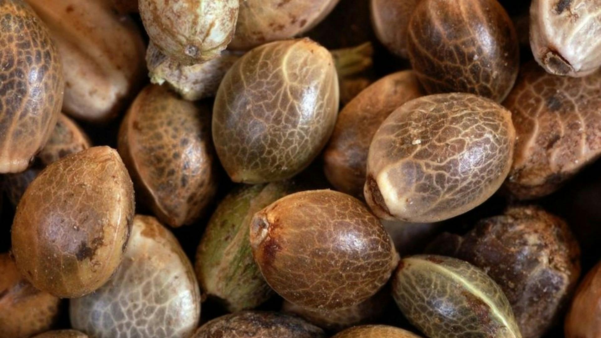 Premium Seed Market The finest at a price you can afford Leafly