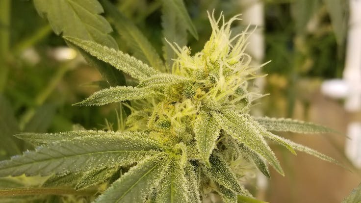 Nothing in this world is a gift. Whatever has to be learned must be learned the hard way.