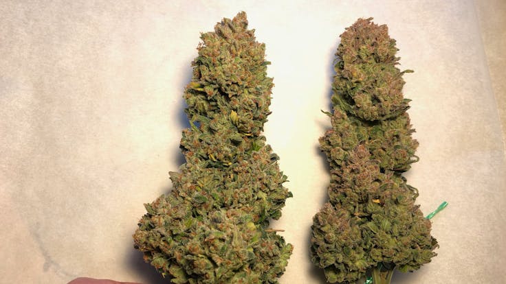 Amazing Buds from a recent Blue Amnesia Autoflower Harvest here at GreenBox Grown.
