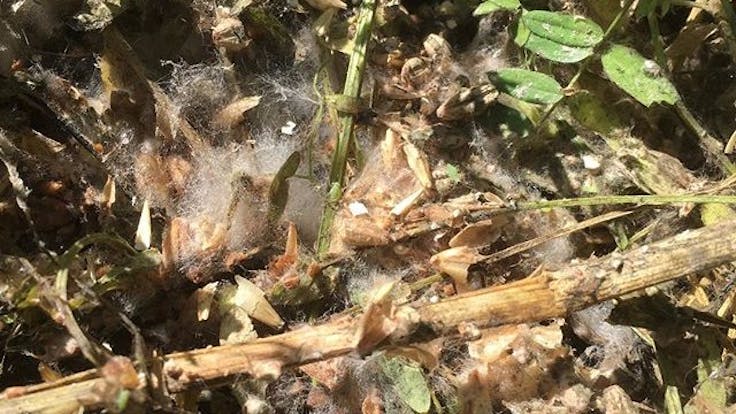 Living Soil. Closed Loop Farming. Organic Cannabis. Korean Farming Practices