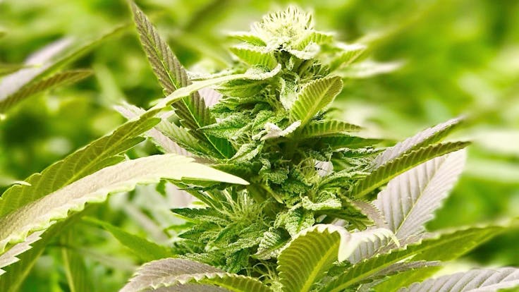 Honey Banana (Light Deprivation)