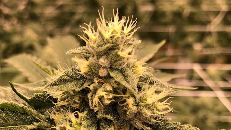 The World is unfathomable. And so are We, and so is every Being that exists in this world.