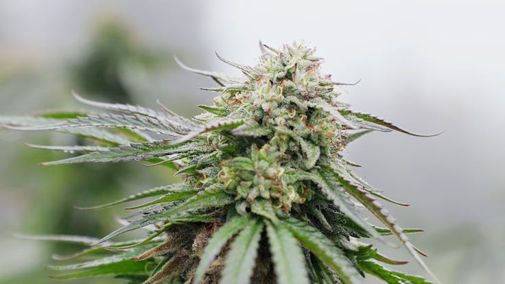 All of our cannabis is sun grown and flash frozen