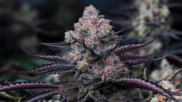 FEMINIZED CANNABIS SEEDS