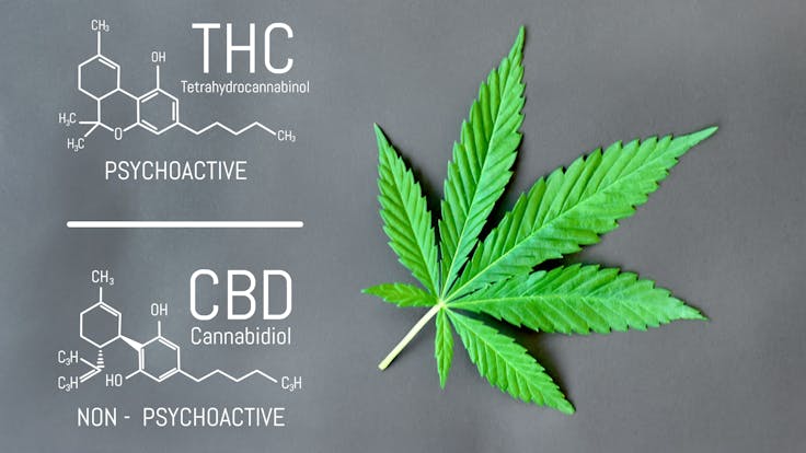 Our Broad-Spectrum CBD Oil is from rich phytocannabinoid hemp and 0.0% THC.
