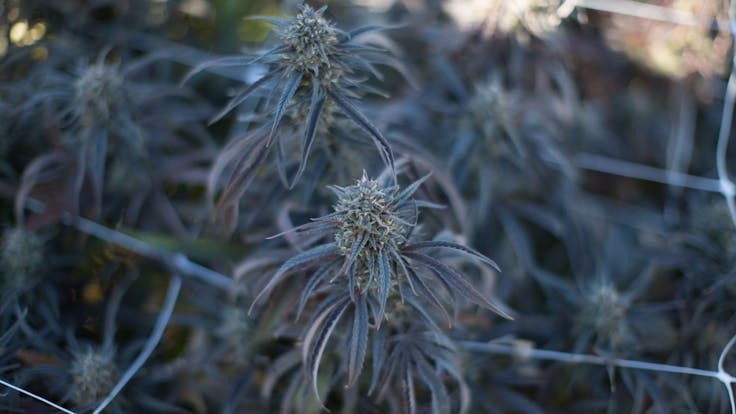 Blue Dynamite as the afternoon sun wanes. This beautifully colored CBD cultivar carries fruity notes