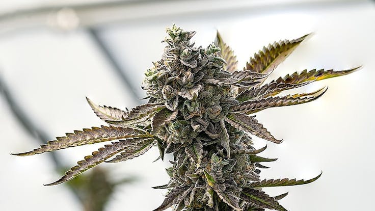 Rainshadow Runtz ( Zkittlez x Gelato 41 )