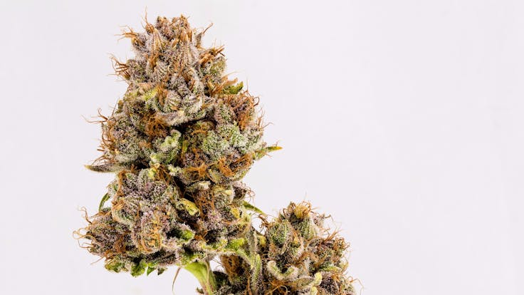 Tres Dawg (Chem dawg x Double Dawg)