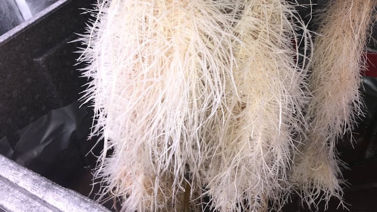 Roots from day 9 of flower from @socalsensi on Instagram