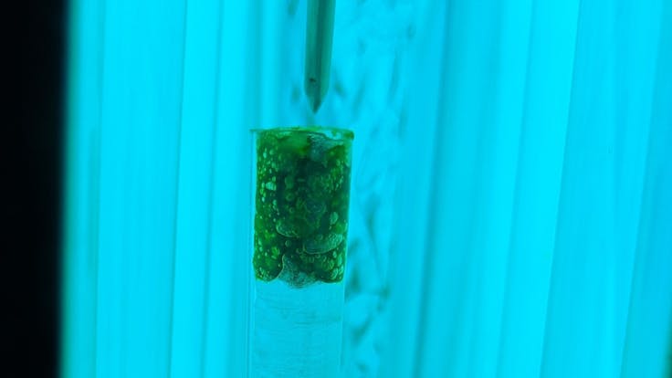 MJ Grove has multiple technologically advanced projects (some including THC irradiance)