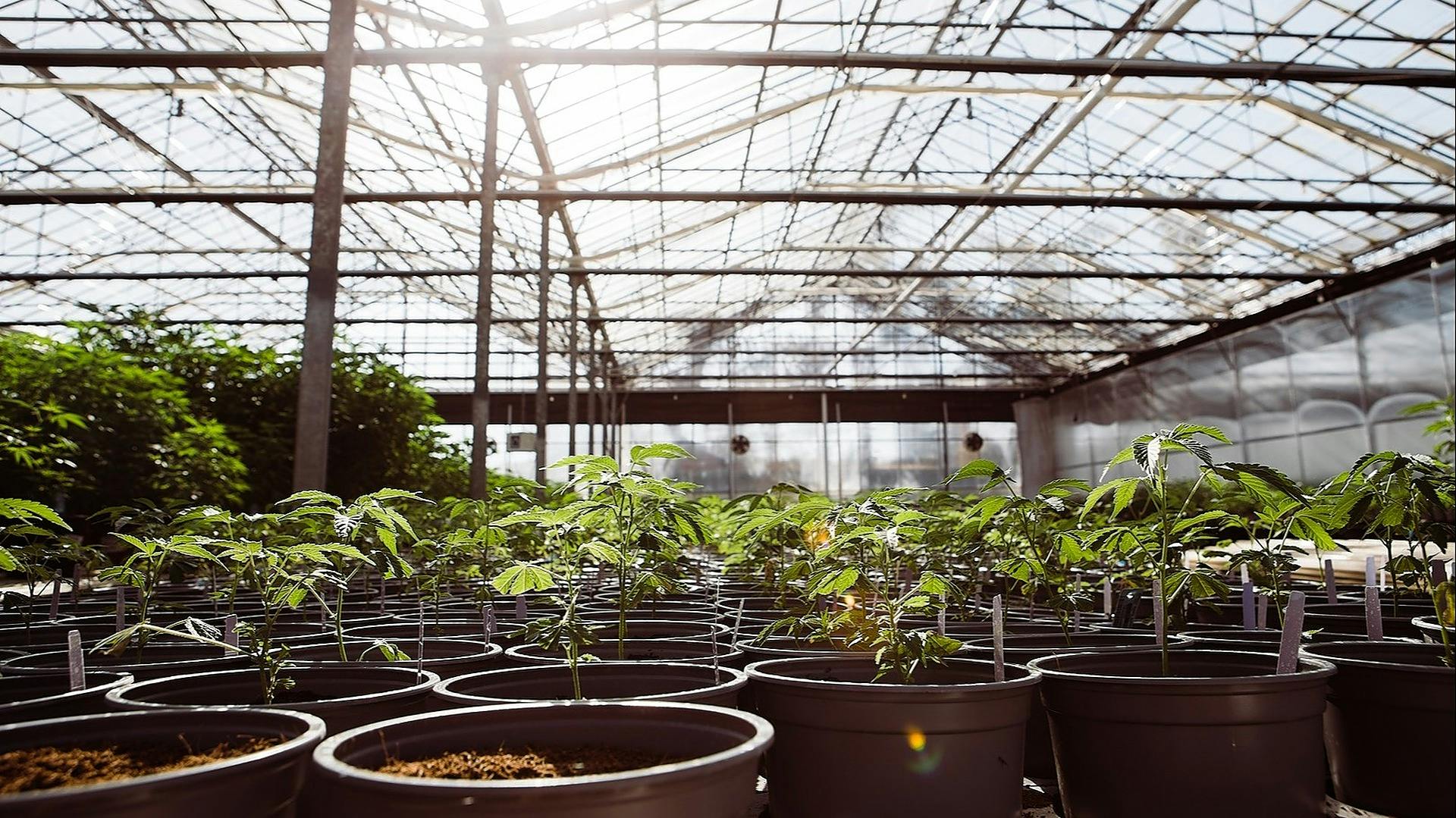 Glass House Farms Powered by the Sun. Grown by the Sea. Leafly