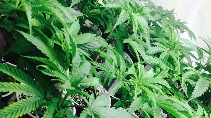HendRx Clones are curated with care in Humboldt County, encompassing decades of expert research
