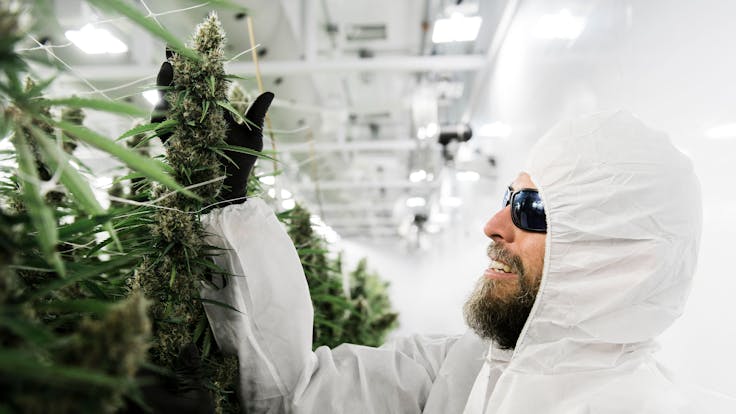 Here’s Mikey coveting our fresh Terpinolene rich, massive, unique Astral Works flower.