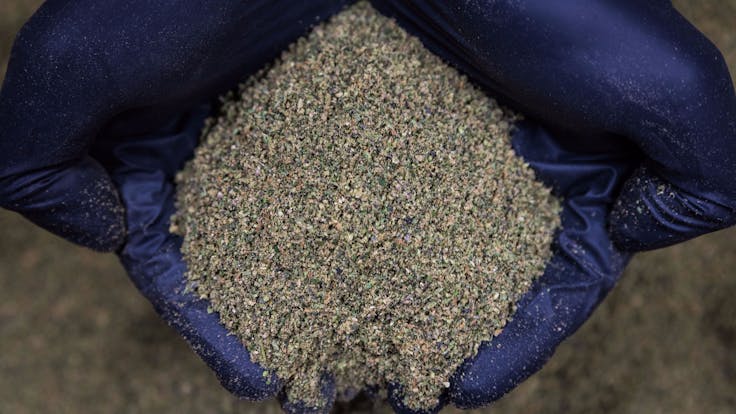 Pineworx™ perfected the stem removal and grinding process to deliver a consistently superior burn