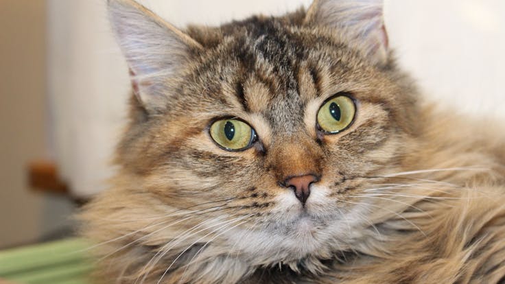 Wisely Coconut Oil with CBD can be applied topically inside the ears or on paws to be licked off.