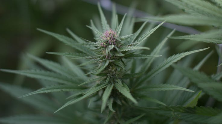 Llama Kush, our exclusive cultivar sold at all Serra Cannabis locations. CBD 13% | THC 0.4%