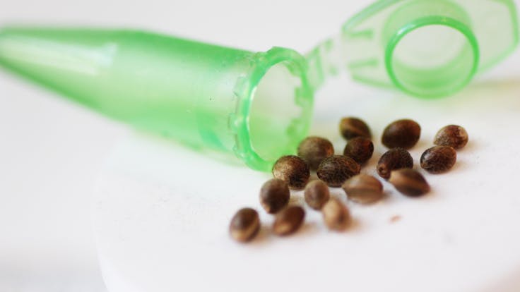 Amsterdam Genetics - High Quality Cannabis Seeds