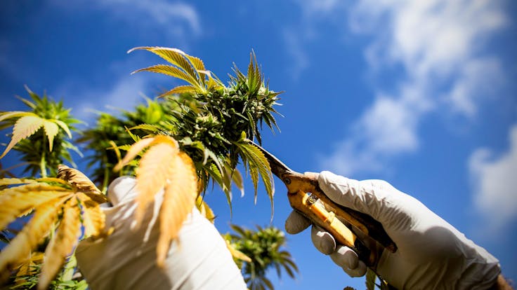 Happy Harvest at Kiskanu Farms