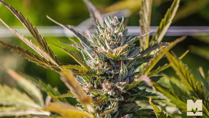 Millerville Farms Cookiemeister combines Jager and Cookies for soaring highs and a lengthy stone.