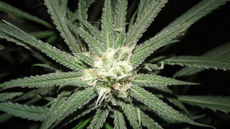 Our chronically affordable line "Poorman Chronic" is tasty and affordable