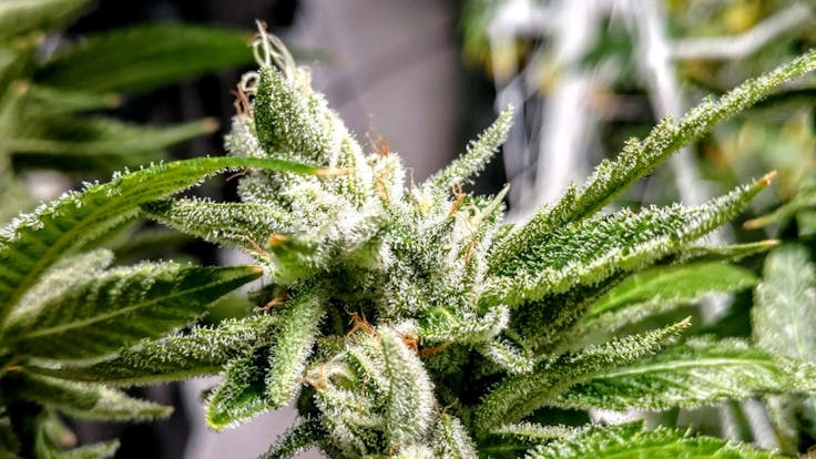 FUTURE, indica hybrid. Flower