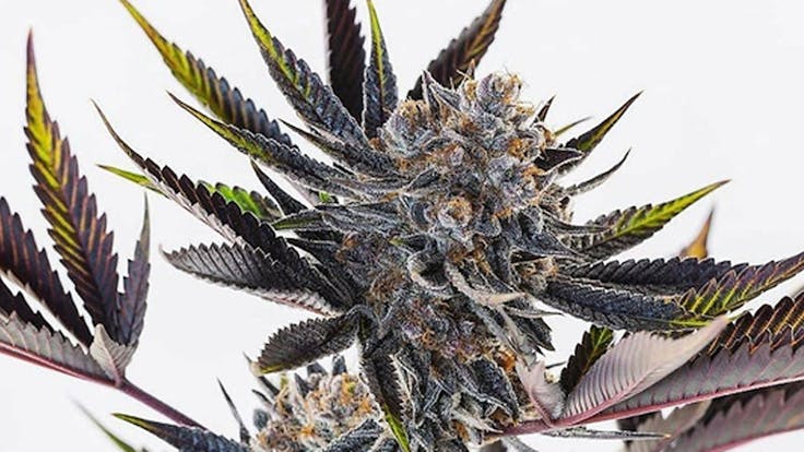 FEMINIZED & AUTOFLOWER CANNABIS SEEDS