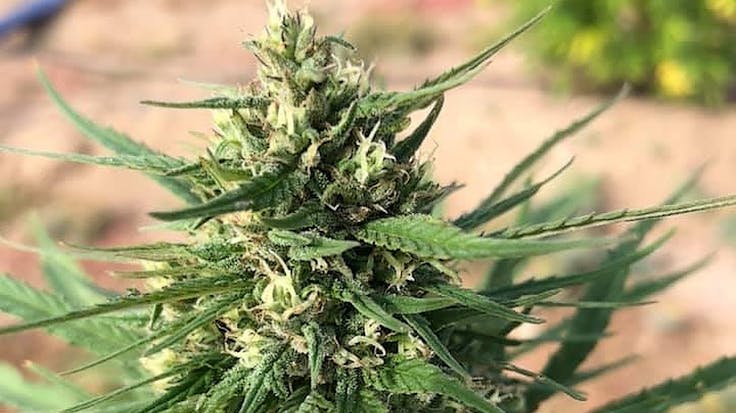 Check out this beautiful cola. This is the strain Mountain Mango.