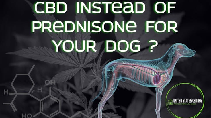 CBD AS A NATURAL ALTERNATIVE TO PREDNISONE FOR DOGS - Learn The Facts