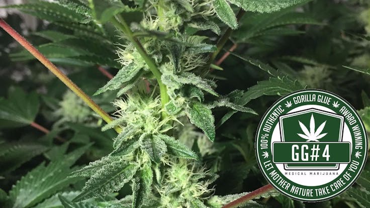 Original Glue (GG4) fka Gorilla Glue 4