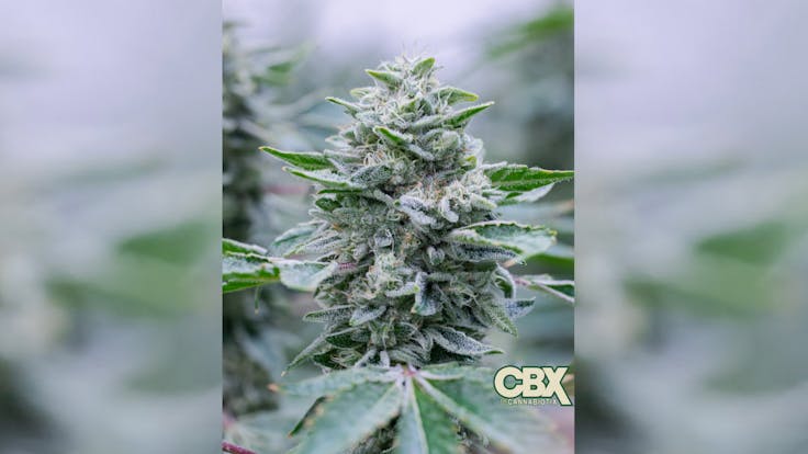 Flower Room SnapShot