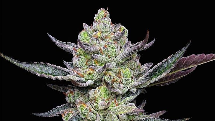 PREMIUM CANNABIS SEEDS WITH HIGH GERMINATION RATES