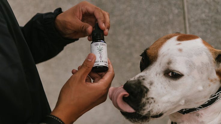 Marley & Me Elixir for you and your best fur friends!