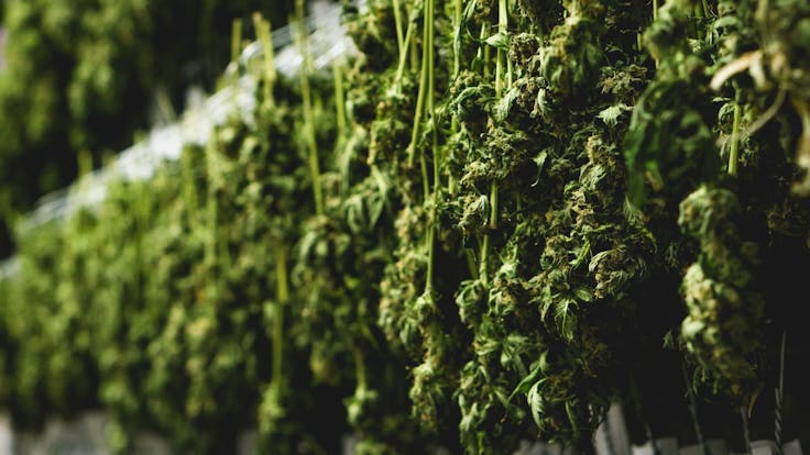 Meticulously cured to the optimal moisture levels for maximum enjoyment.