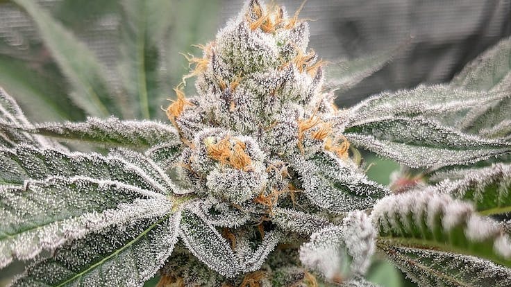 Elev8 Seeds: Burnt Orange Cookies (Tangerine Cookies x OMFG)