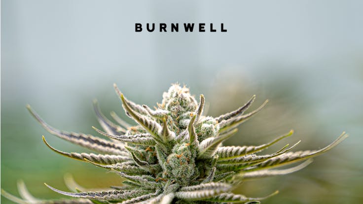 Full cannabis and terpene development