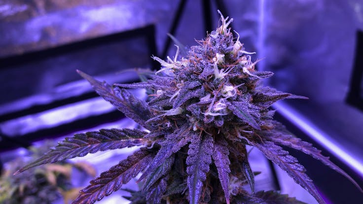 Beautiful Tangerine Dream Bud from a recent Grow Series we Filmed.