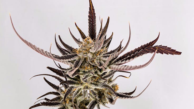 Crater Lake v.5 ( Super Silver Haze x Oregon Huckleberry)